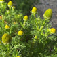 Pineapple Weed, Wild Chamomile (Matricaria discoidea) - 500+ Seeds