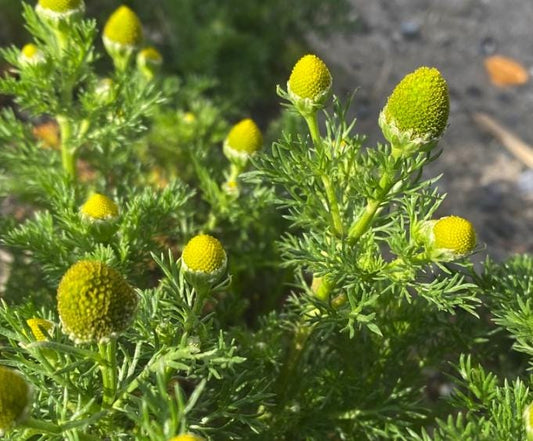 Pineapple Weed, Wild Chamomile (Matricaria discoidea) - 500+ Seeds