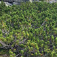 Mugo Pine (Pinus mugo) - Zone 2/3 - 40+ Seeds