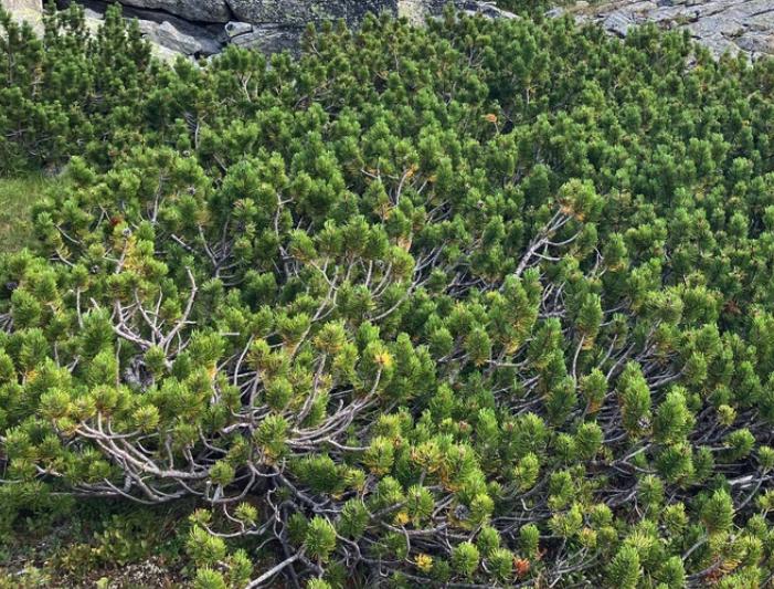 Mugo Pine (Pinus mugo) - Zone 2/3 - 40+ Seeds