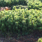 Mugo Pine (Pinus mugo) - Zone 2/3 - 40+ Seeds