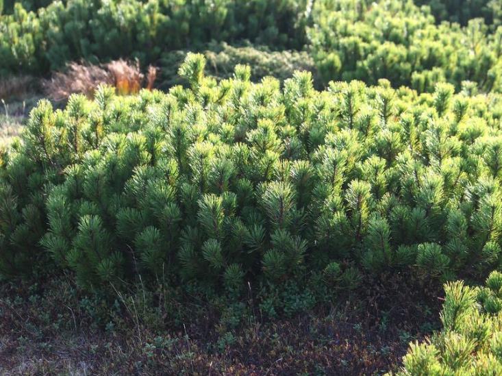 Mugo Pine (Pinus mugo) - Zone 2/3 - 40+ Seeds