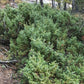 Common Juniper (Juniperus communis) - Zone 2 - 20+ Seeds