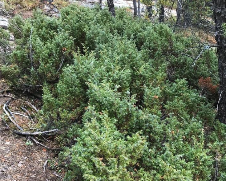 Common Juniper (Juniperus communis) - Zone 2 - 20+ Seeds