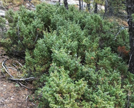 Common Juniper (Juniperus communis) - Zone 2 - 20+ Seeds