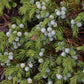 Common Juniper (Juniperus communis) - Zone 2 - 20+ Seeds
