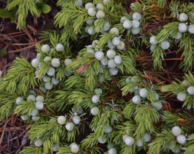 Common Juniper (Juniperus communis) - Zone 2 - 20+ Seeds