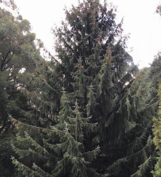Mongolian Spruce (Picea mongolica) - Zone 3 - 50+ Seeds