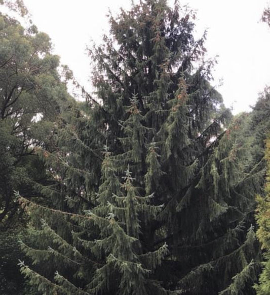 Mongolian Spruce (Picea mongolica) - Zone 3 - 50+ Seeds