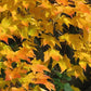 Sugar Maple (Acer saccharum) - Zone 3/4 - 30+ Seeds