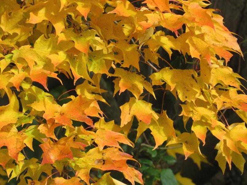 Sugar Maple (Acer saccharum) - Zone 3/4 - 30+ Seeds