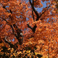 Sugar Maple (Acer saccharum) - Zone 3/4 - 30+ Seeds