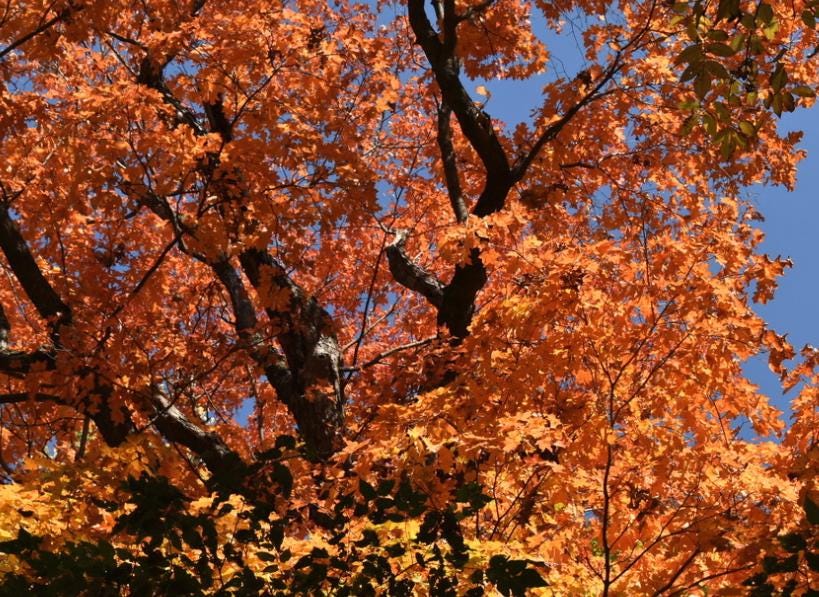 Sugar Maple (Acer saccharum) - Zone 3/4 - 30+ Seeds