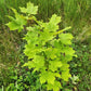 Sugar Maple (Acer saccharum) - Zone 3/4 - 30+ Seeds
