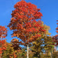 Sugar Maple (Acer saccharum) - Zone 3/4 - 30+ Seeds