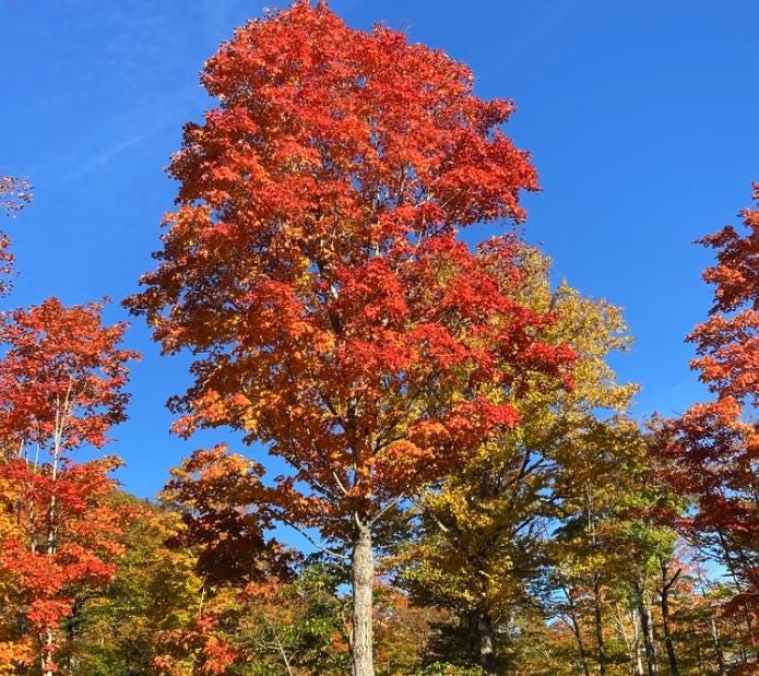 Sugar Maple (Acer saccharum) - Zone 3/4 - 30+ Seeds