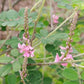 Indigo (Indigofera tinctoria) - Annual - 50+ Seeds