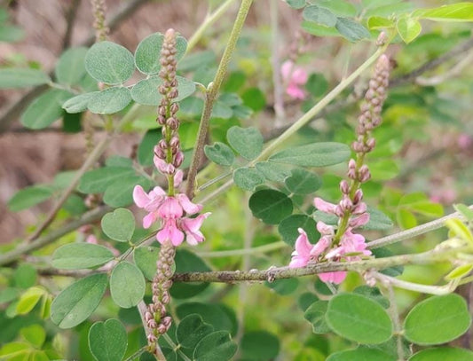 Indigo (Indigofera tinctoria) - Annual - 50+ Seeds