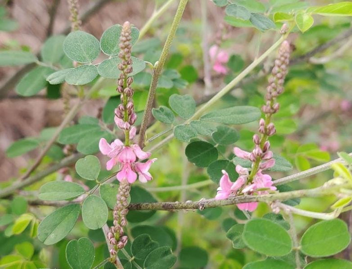 Indigo (Indigofera tinctoria) - Annual - 50+ Seeds