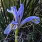 Rocky Mountain Iris (Iris missouriensis) - Zone 3 - 20+ Seeds
