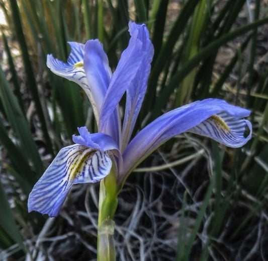 Rocky Mountain Iris (Iris missouriensis) - Zone 3 - 20+ Seeds