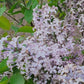 Early Blooming Lilac (Syringa oblata) - Zone 3 - 30+ Seeds