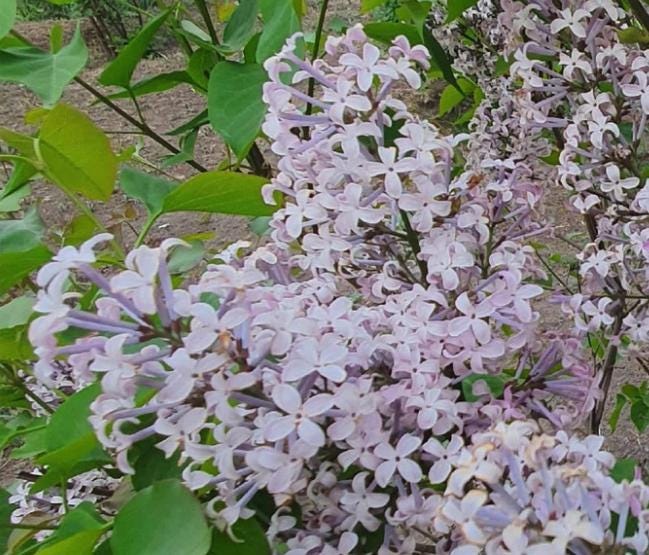 Early Blooming Lilac (Syringa oblata) - Zone 3 - 30+ Seeds