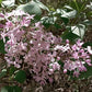 Early Blooming Lilac (Syringa oblata) - Zone 3 - 30+ Seeds