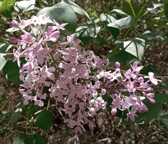 Early Blooming Lilac (Syringa oblata) - Zone 3 - 30+ Seeds