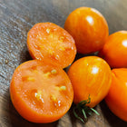 
Apricot Zebra