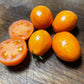 Apricot Zebra - Tomato Seeds - Heirloom Tomato - 25+ Seeds