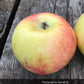 Ilg 1 Apple Tree