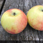 Ilg 1 Apple Tree