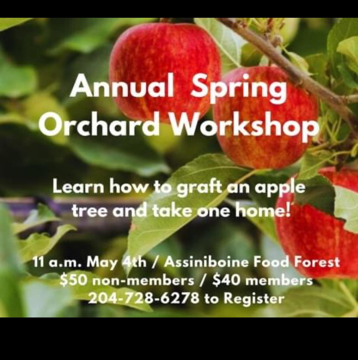 I’m doing a grafting workshop on the weekend, maybe there’s a few local folks in the Brandon MB area who might like, image 1 of 2
