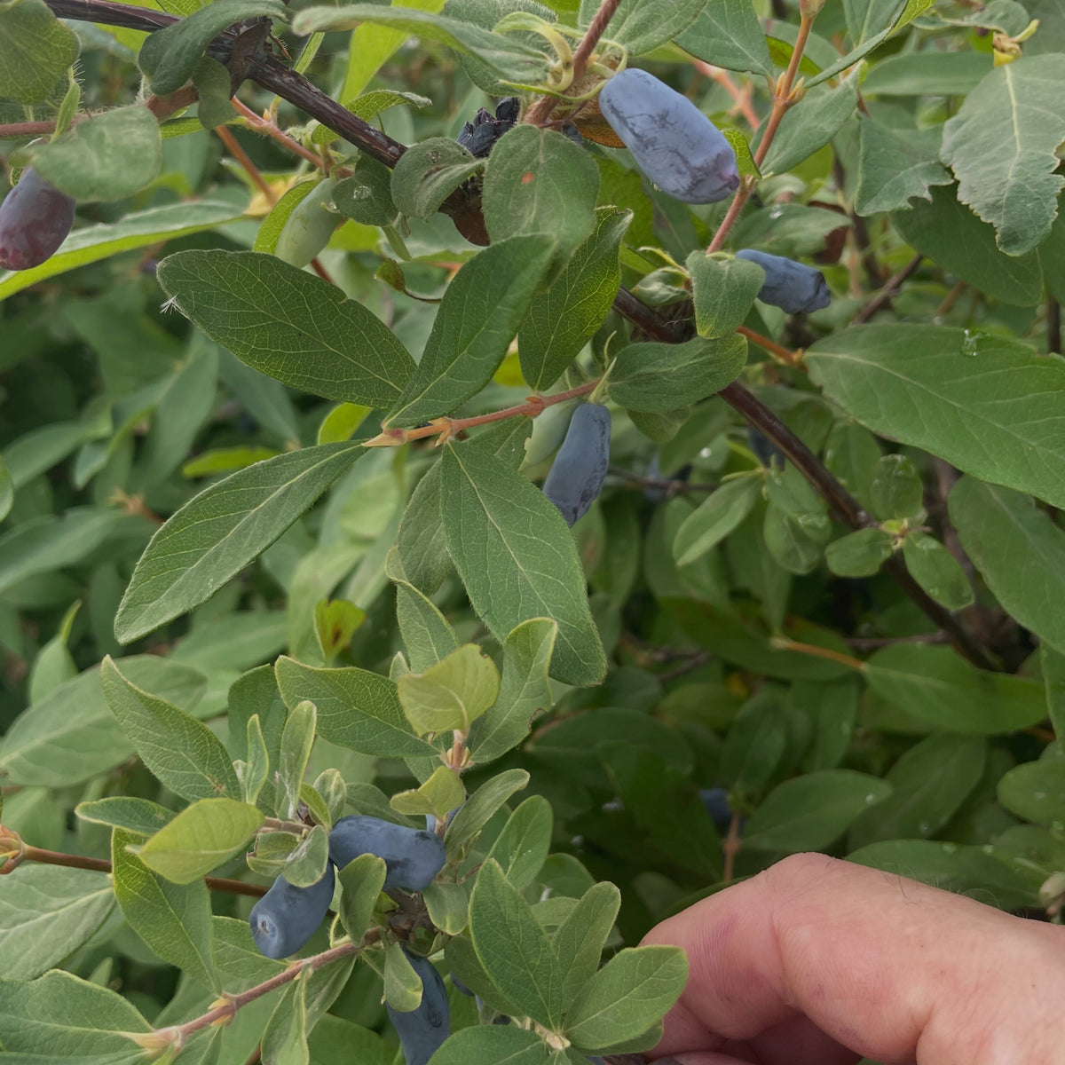 in my hand (bottom) is honeybee, the pollinator bushes interspersed in the aurora rows (aurora is above it, larger leaves), image 1 of 2