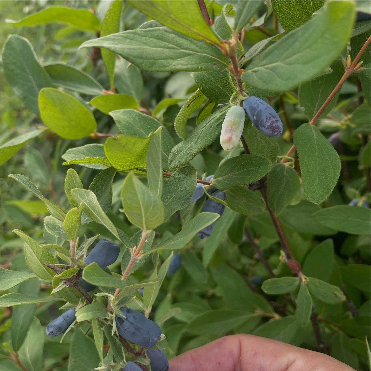 in my hand (bottom) is honeybee, the pollinator bushes interspersed in the aurora rows (aurora is above it, larger leaves), image 2 of 2