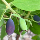 Indigo Gem haskap fruit
