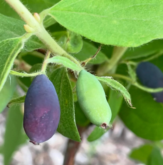 Indigo Gem haskap fruit