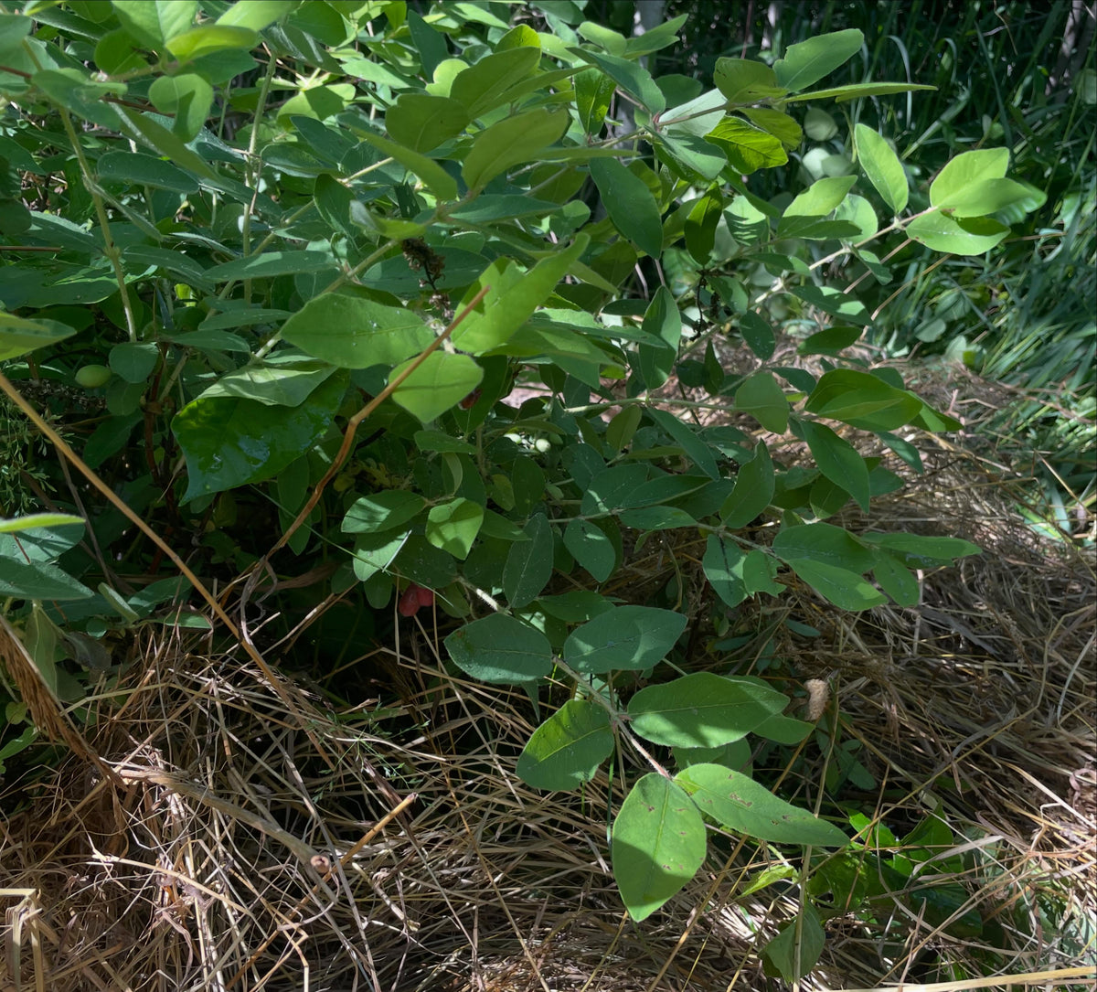 indigo gem haskap, here a mature bush in a shady spot shows its growth habbit - a bit sprawling, image 2 of 2