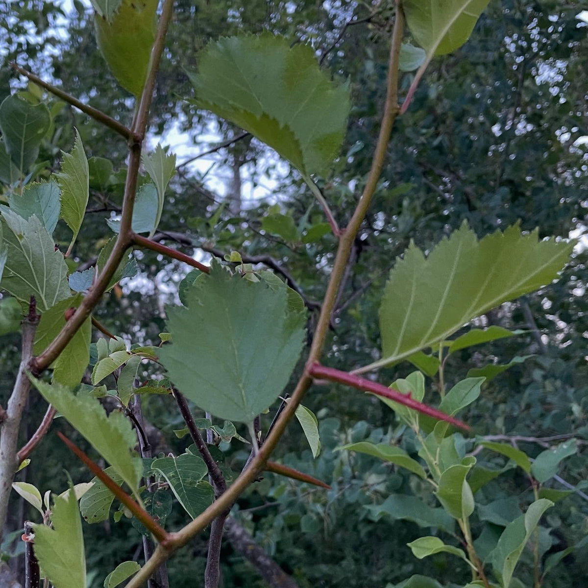 intergeneric grafts on saskatoon, first one is hawthorn, which is producing lots of growth with crazy 3" thorns, second, image 2 of 5