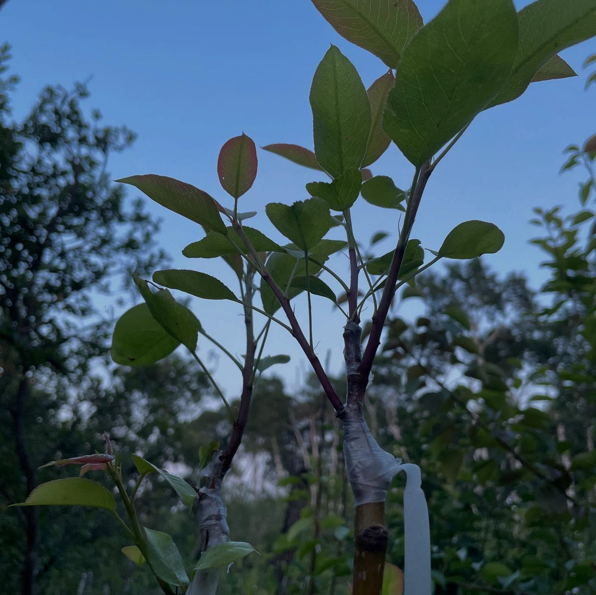 intergeneric grafts on saskatoon, first one is hawthorn, which is producing lots of growth with crazy 3" thorns, second, image 4 of 5