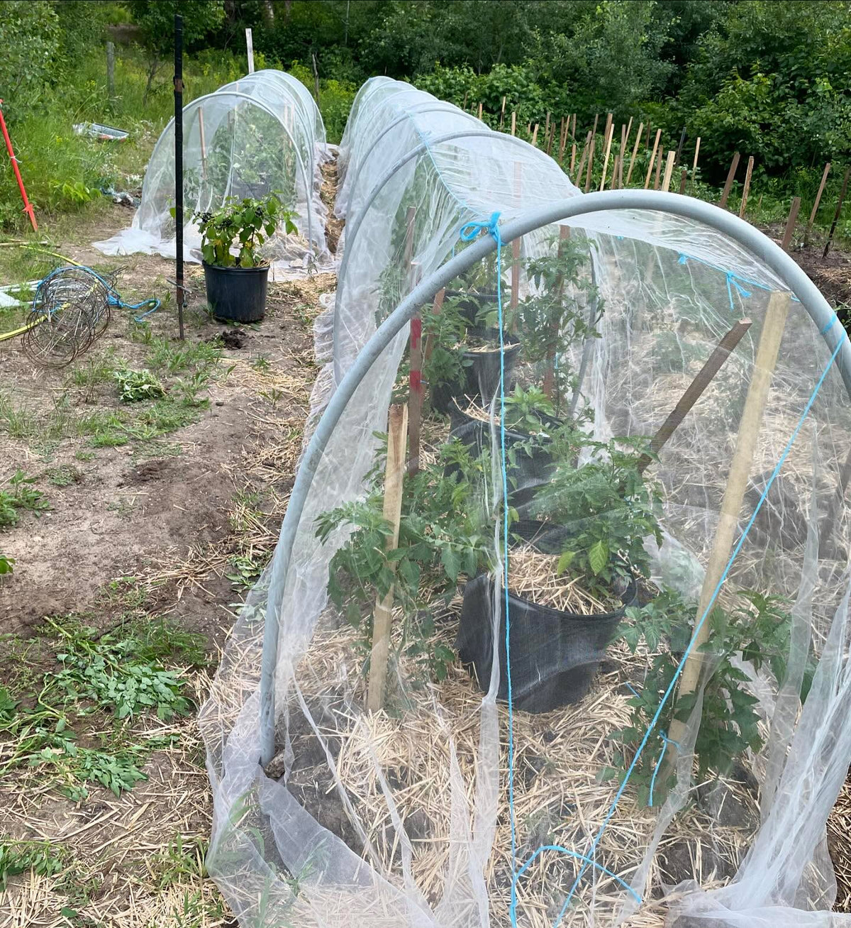 isolating our tomato and pepper plants for seed