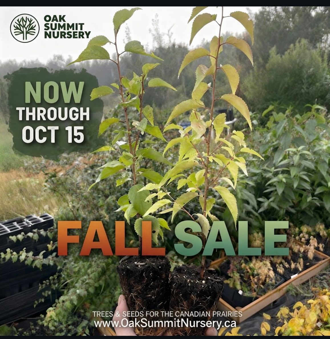 it's our last day on the fall plant sale, if you're in Canada and you want to do some fall planting we're shipping out