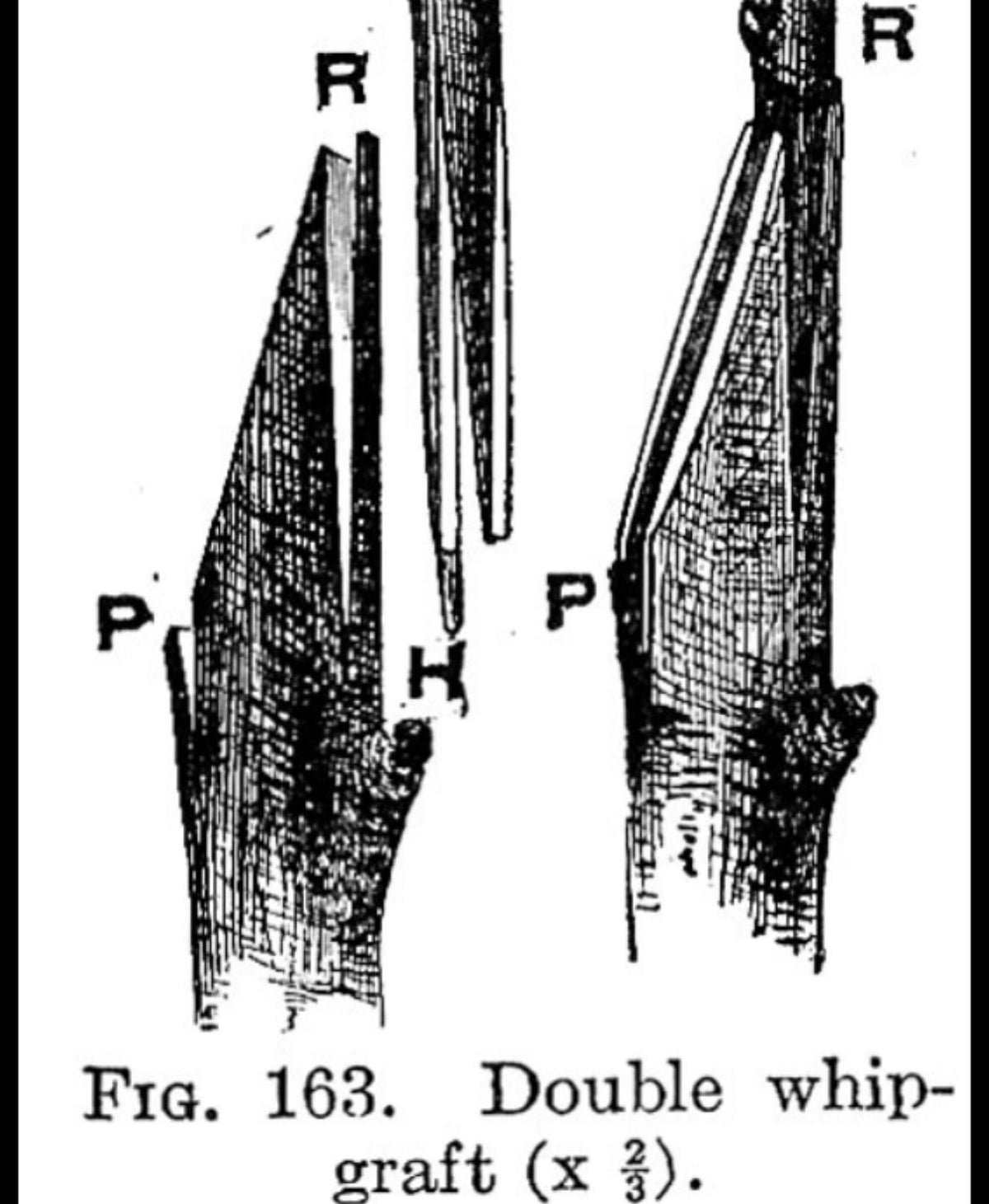 I’ve been thinking about this double whip graft, seem like it would heal over better than modified cleft
