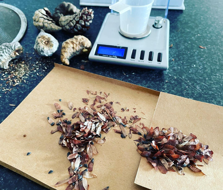Jack pine are the easiest conifers to gather for seed because the serotinous cones stay closed until you warm them up, image 1 of 2