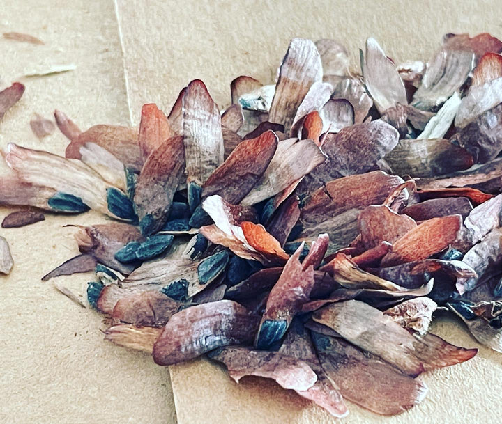 Jack pine are the easiest conifers to gather for seed because the serotinous cones stay closed until you warm them up, image 2 of 2