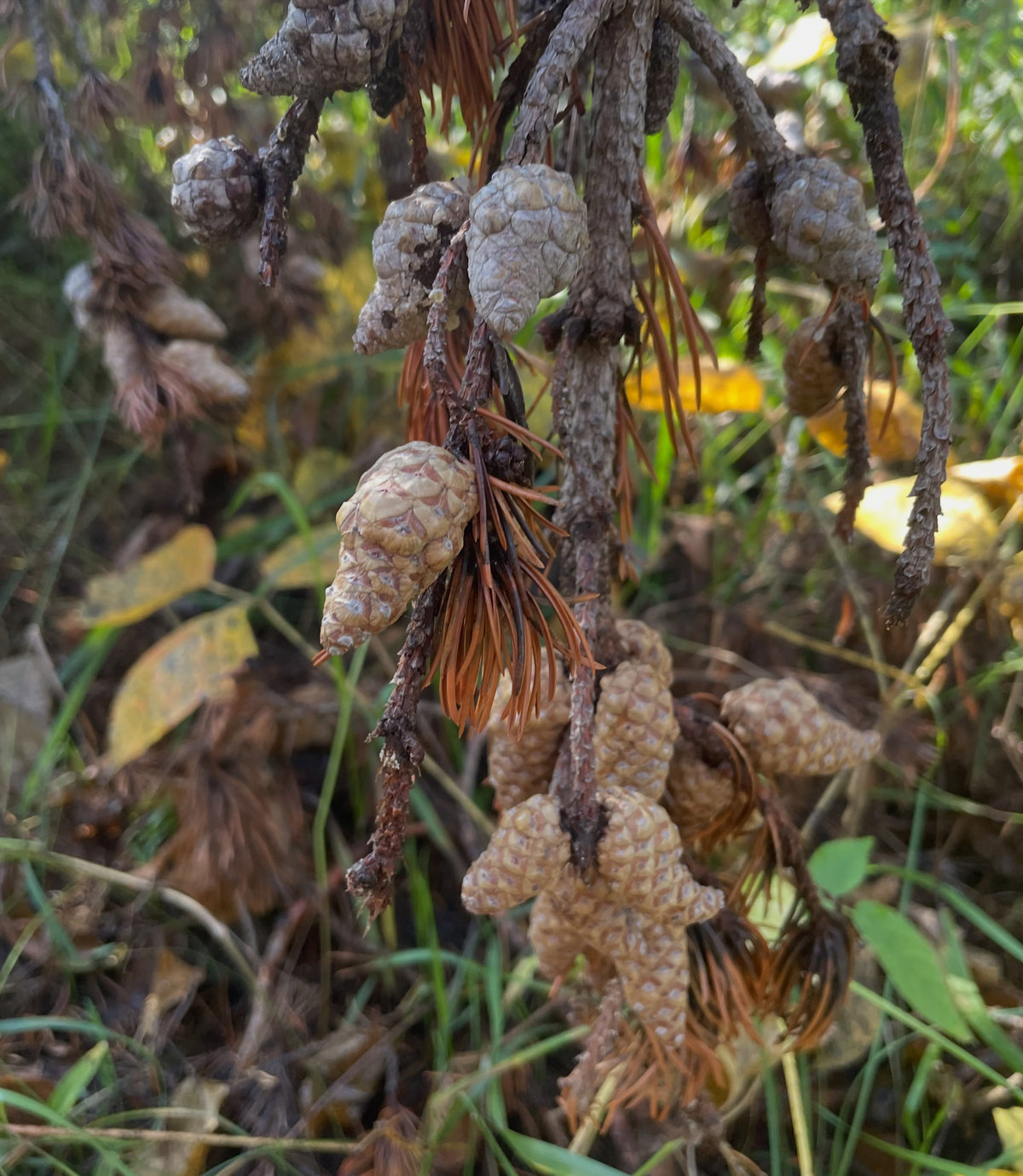 Closed grey jack pine cones clustered along the twigs of a fallen tree, with dry brown needles, lying in grass.