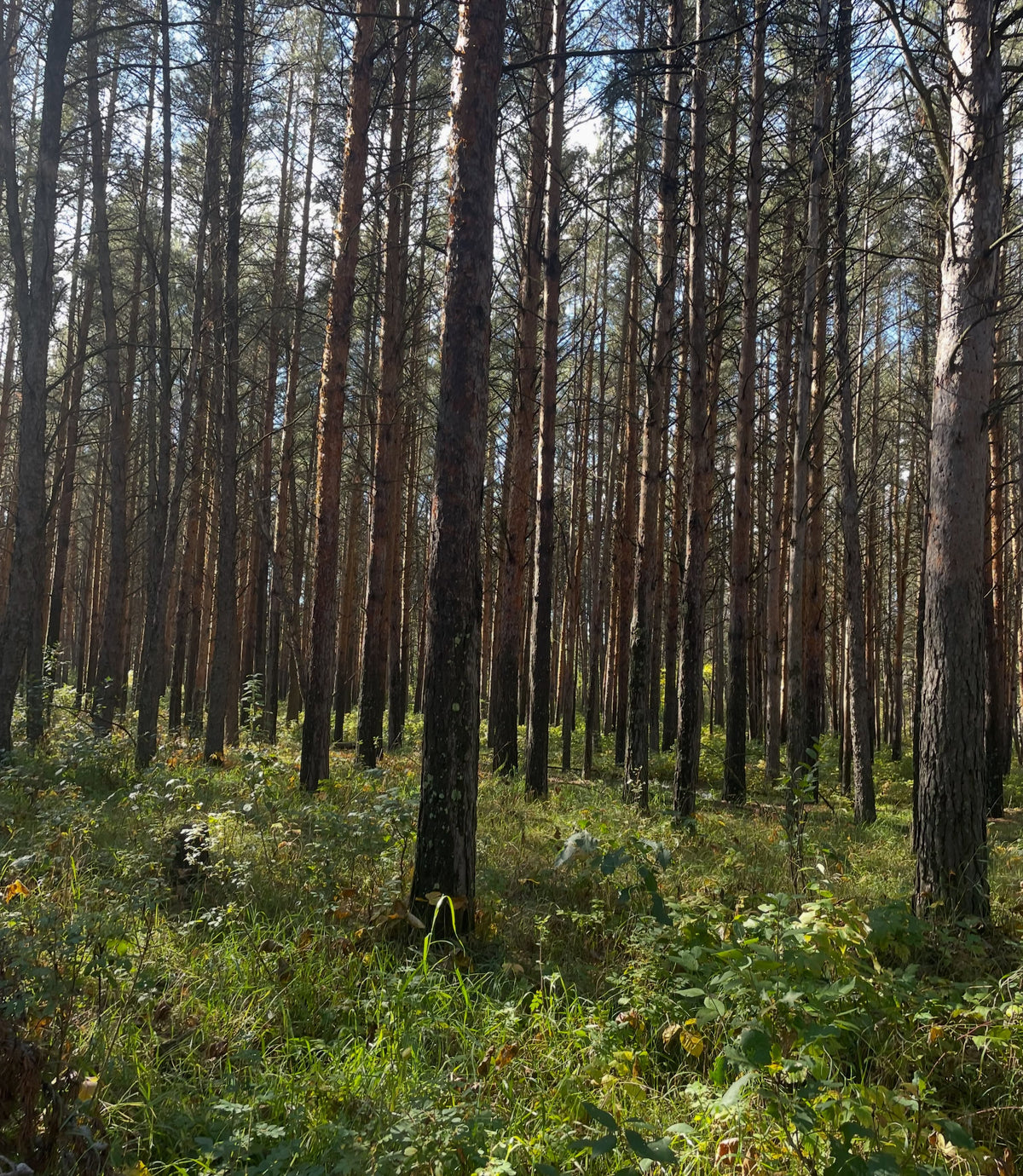 A stand of tall straight pine trunks with green undergrowth and sunlight coming through.