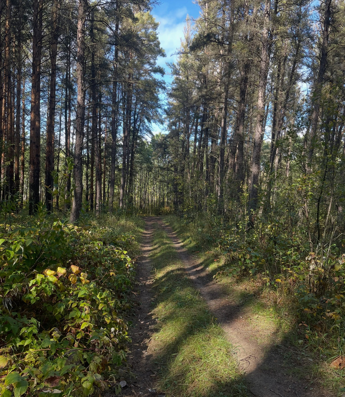 A sandy two track trail running through a pine forest under a blue sky.