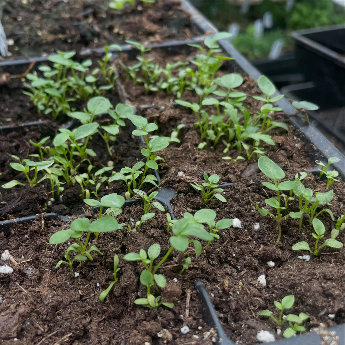 jacob's ladder seedlings